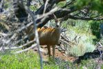 PICTURES/Capulin Volcano National Monument - New Mexico/t_Deer8.JPG